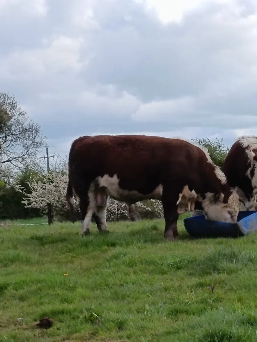 Hereford bulls - Image 2