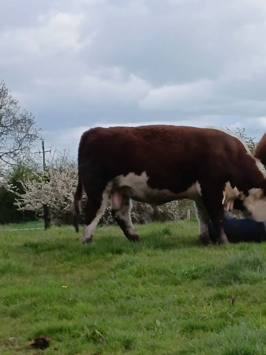 Hereford bulls - Image 3
