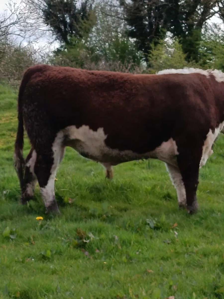 Hereford bulls - Image 4