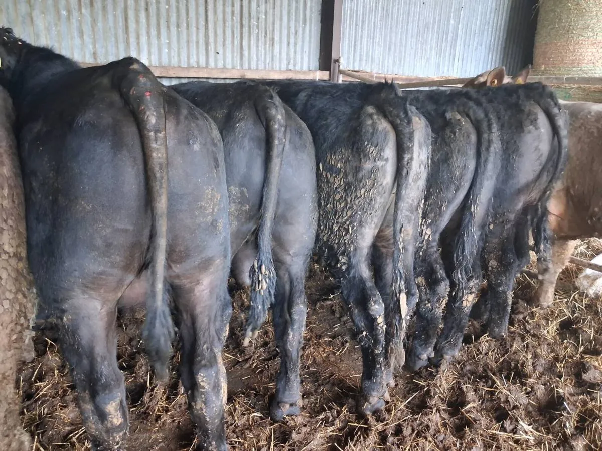 8 Suckler Bred Angus Bulls - Image 3