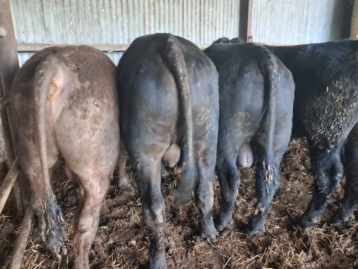 8 Suckler Bred Angus Bulls - Image 2