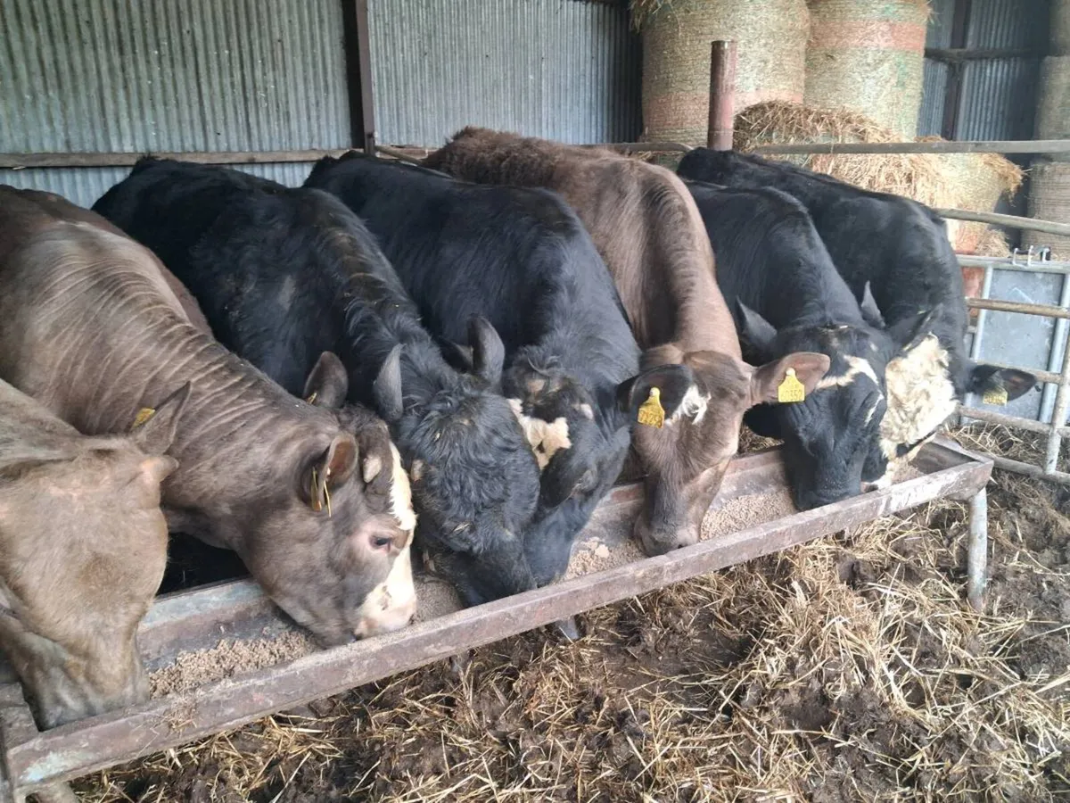 8 Suckler Bred Angus Bulls - Image 4