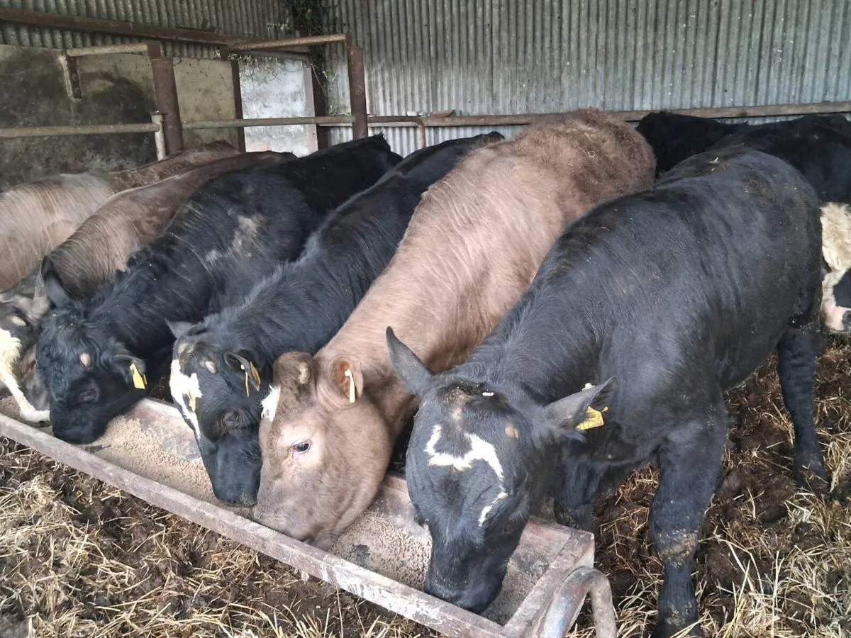 8 Suckler Bred Angus Bulls - Image 1