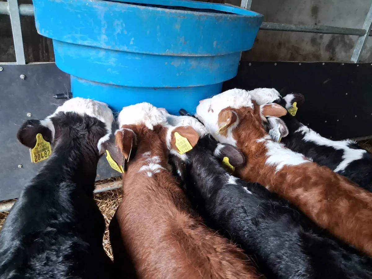 5 Super Quality Hereford Heifer Calves - Image 1