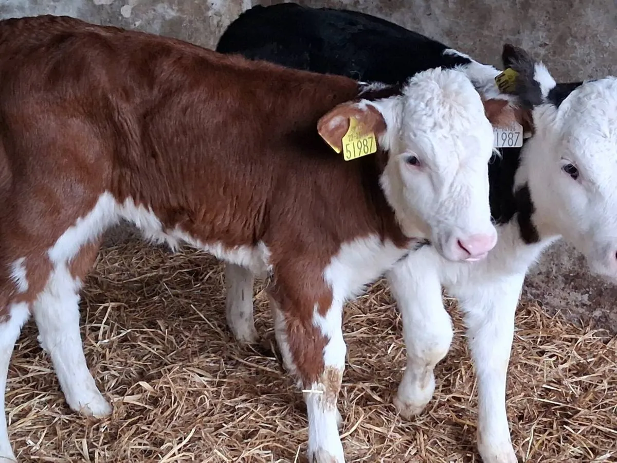 5 Super Quality Hereford Heifer Calves - Image 4