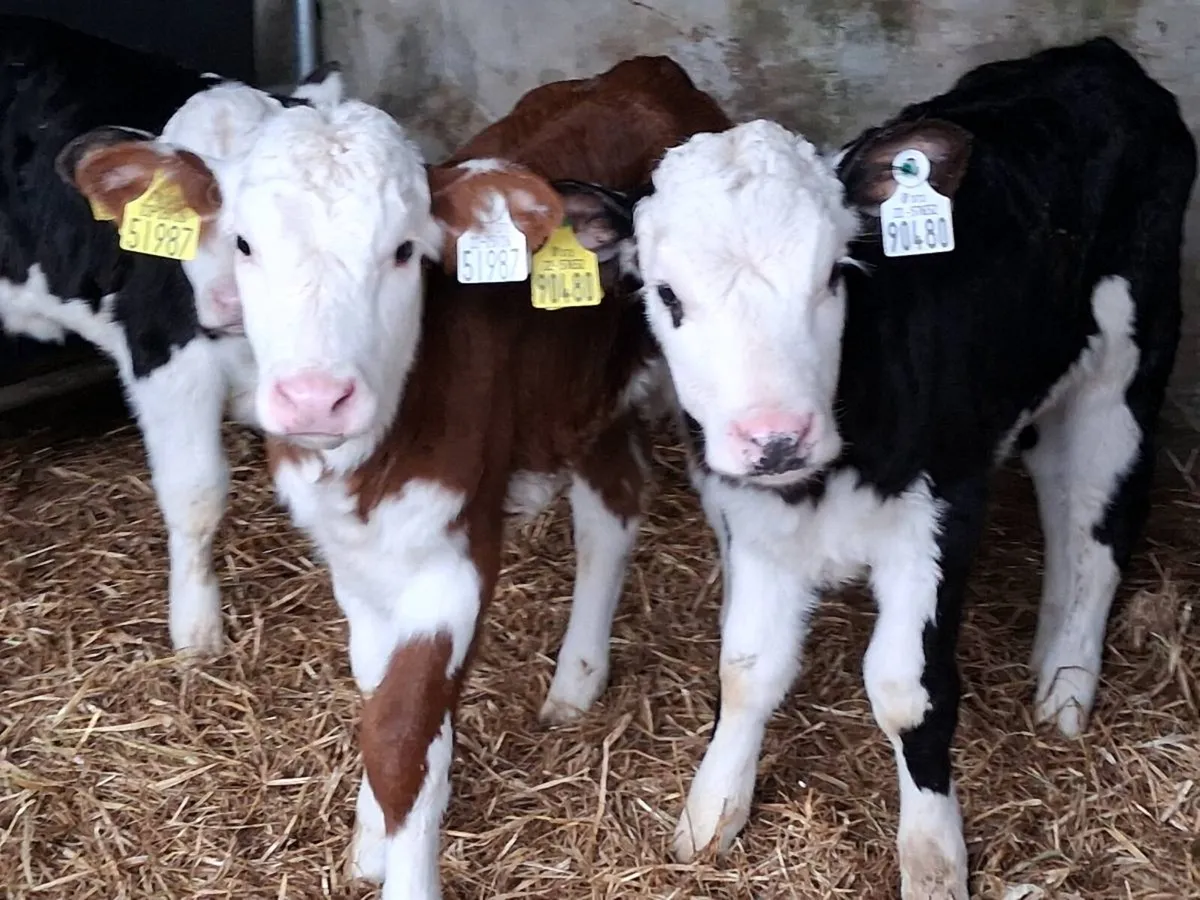 5 Super Quality Hereford Heifer Calves - Image 2