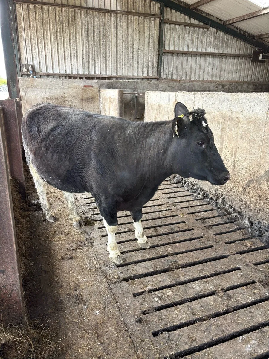 Incalf heifer - Image 2