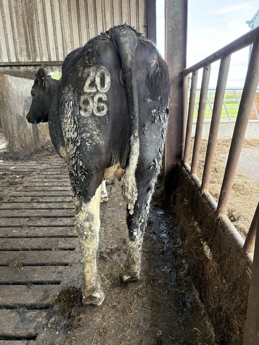 Incalf heifer - Image 3