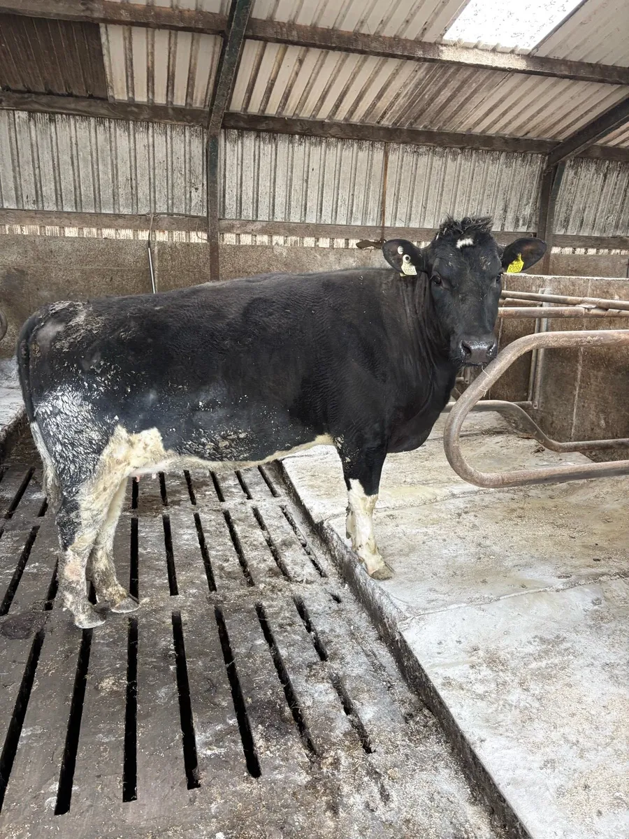 Incalf heifer - Image 1