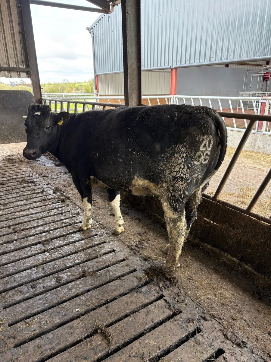 Incalf heifer - Image 4