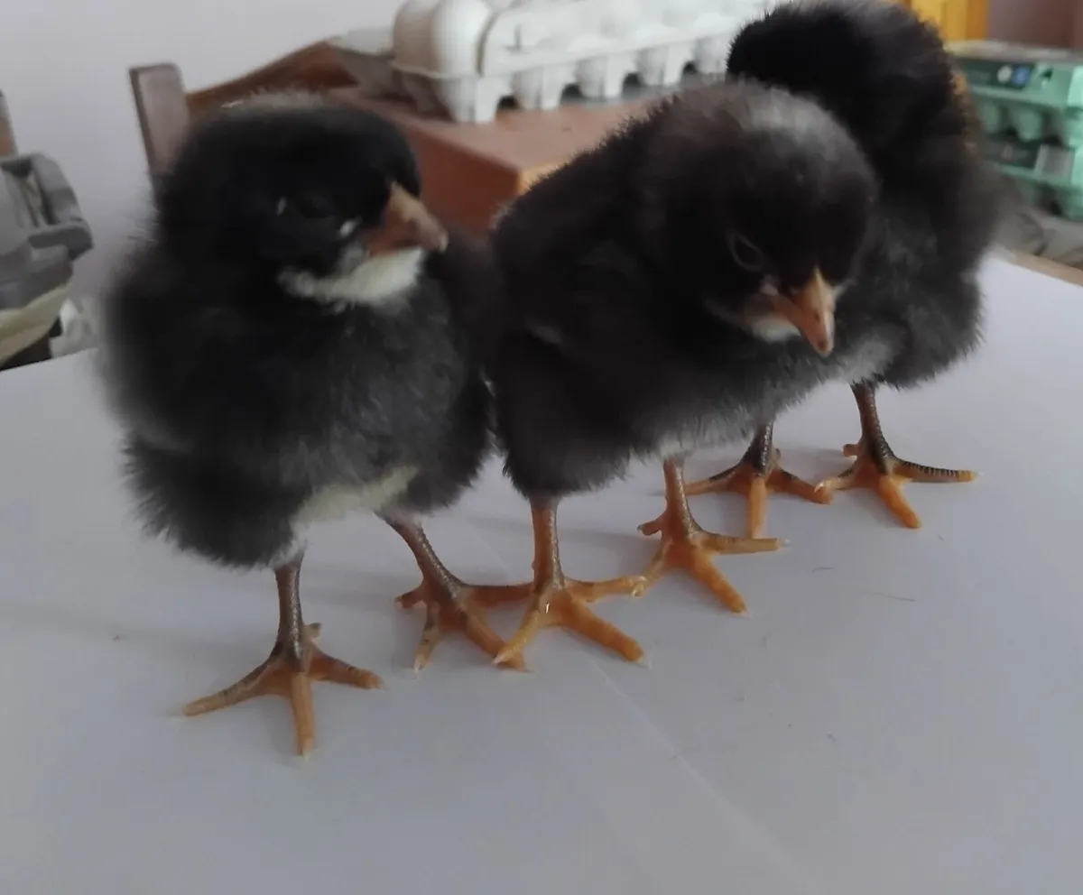 Day old barred rock chicks