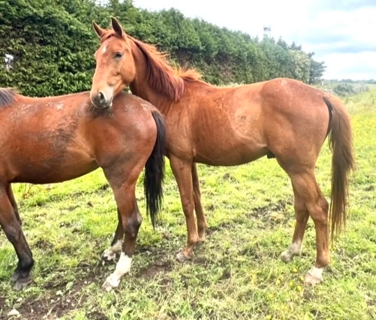 Young Horses… Foals, Yearlings+ upto 4 year olds - Image 2