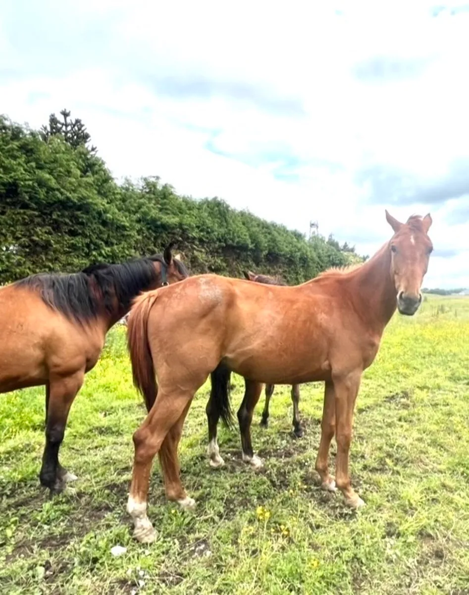 Young Horses… Foals, Yearlings+ upto 4 year olds - Image 1