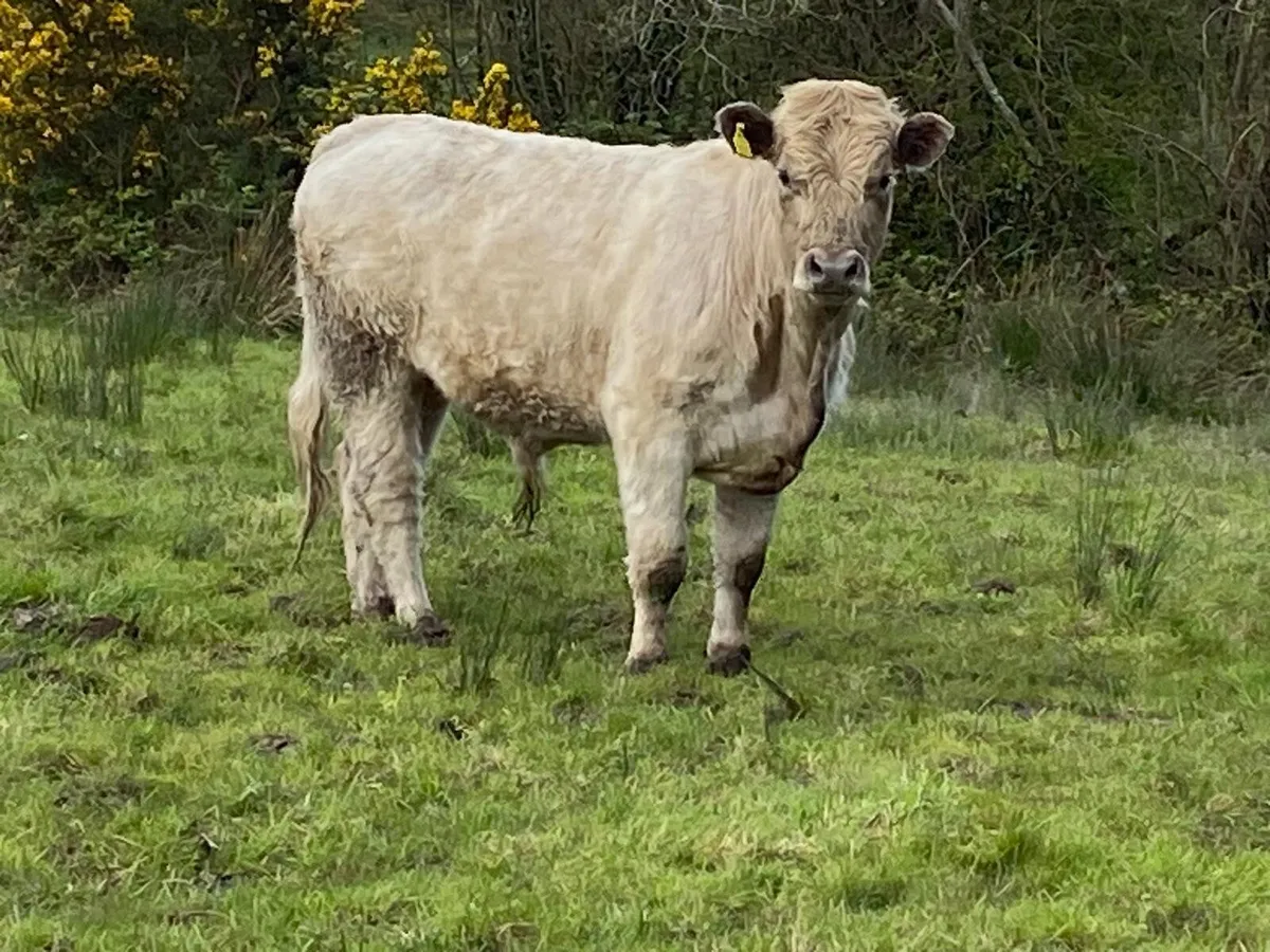 Bullocks - Image 1