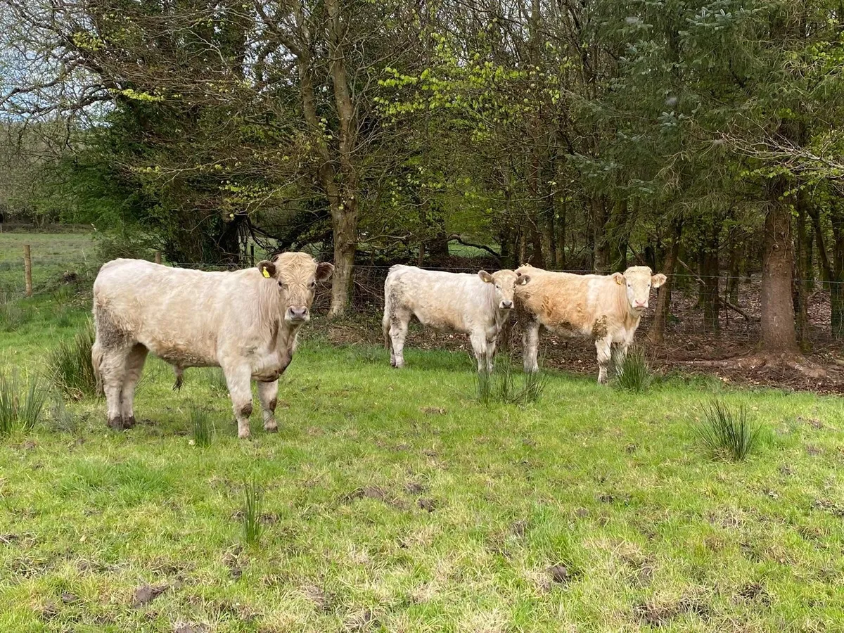 Bullocks - Image 3