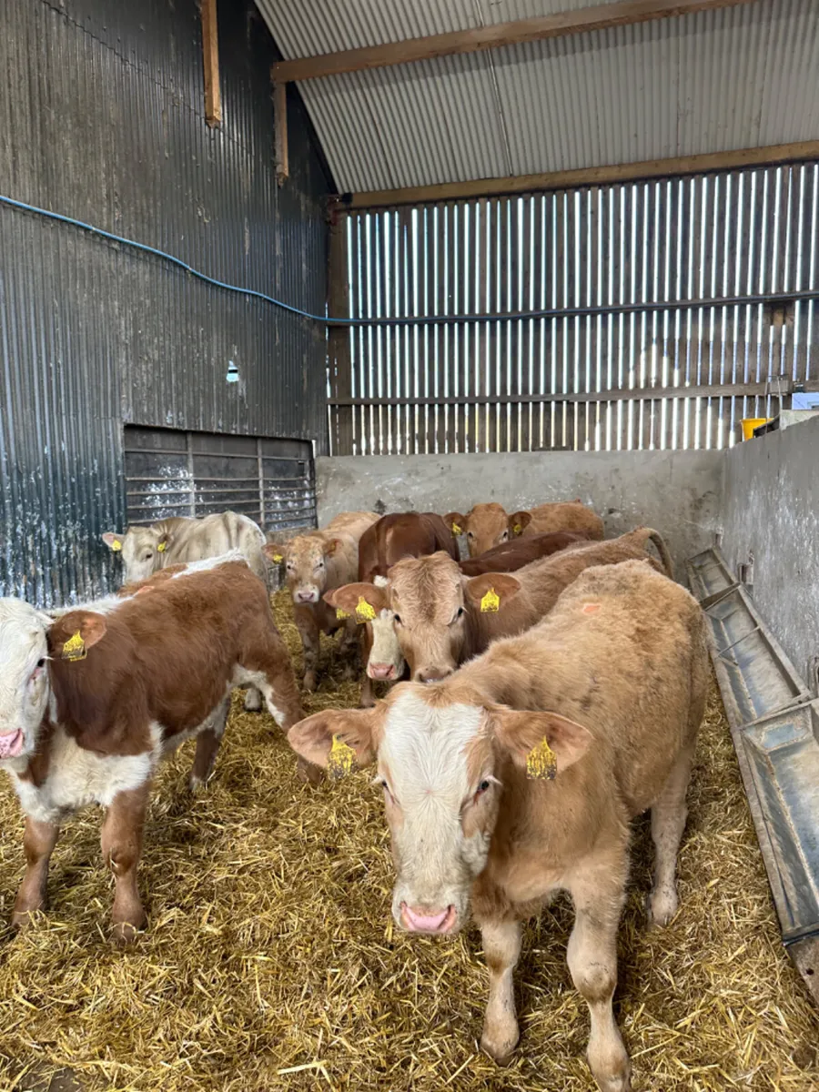 Charolais bulls - Image 2