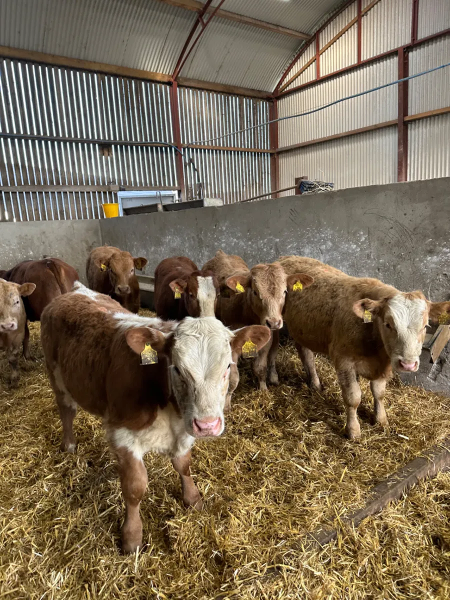 Charolais bulls - Image 3