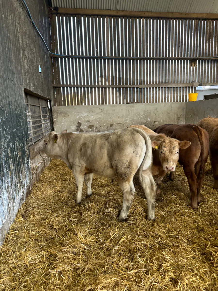 Charolais bulls - Image 4