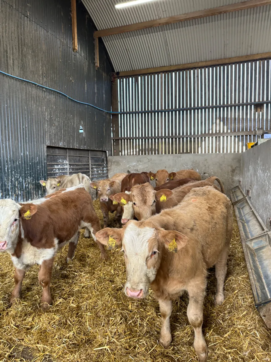Charolais bulls - Image 1