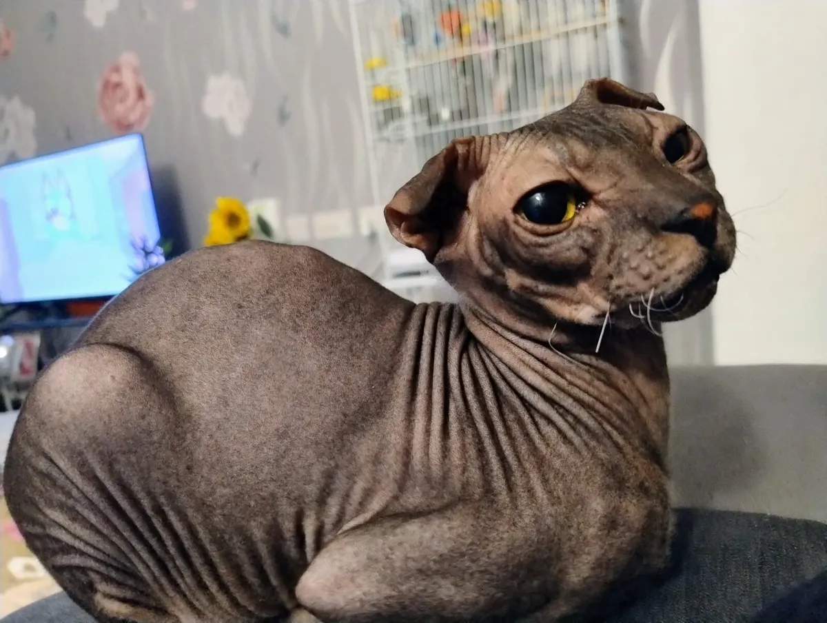 Ukrainian Levkoy - Image 2