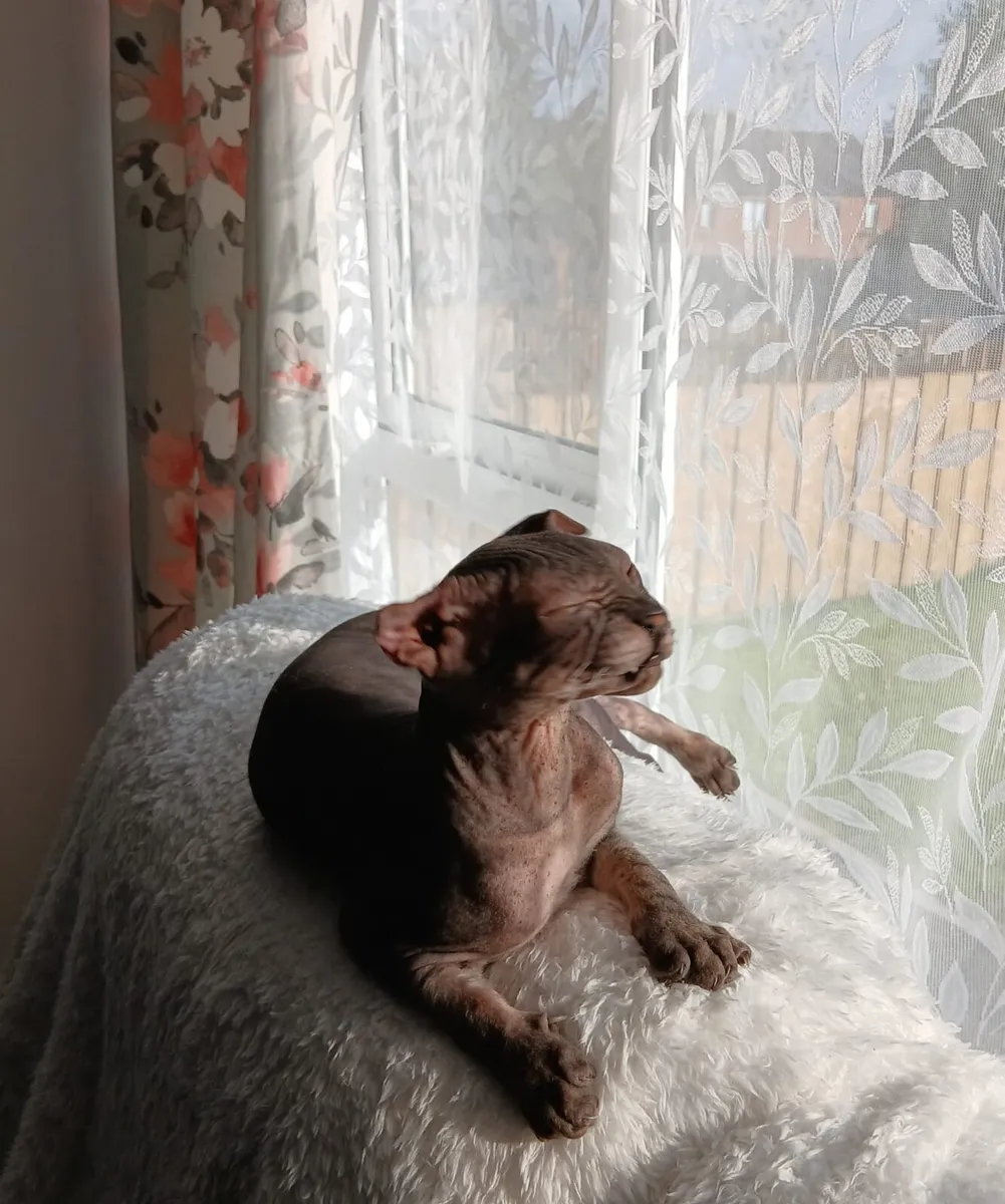 Ukrainian Levkoy - Image 3