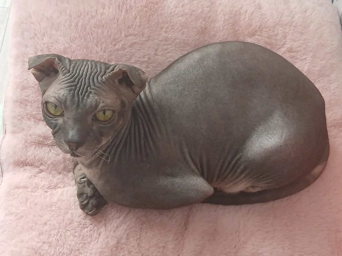 Ukrainian Levkoy - Image 4