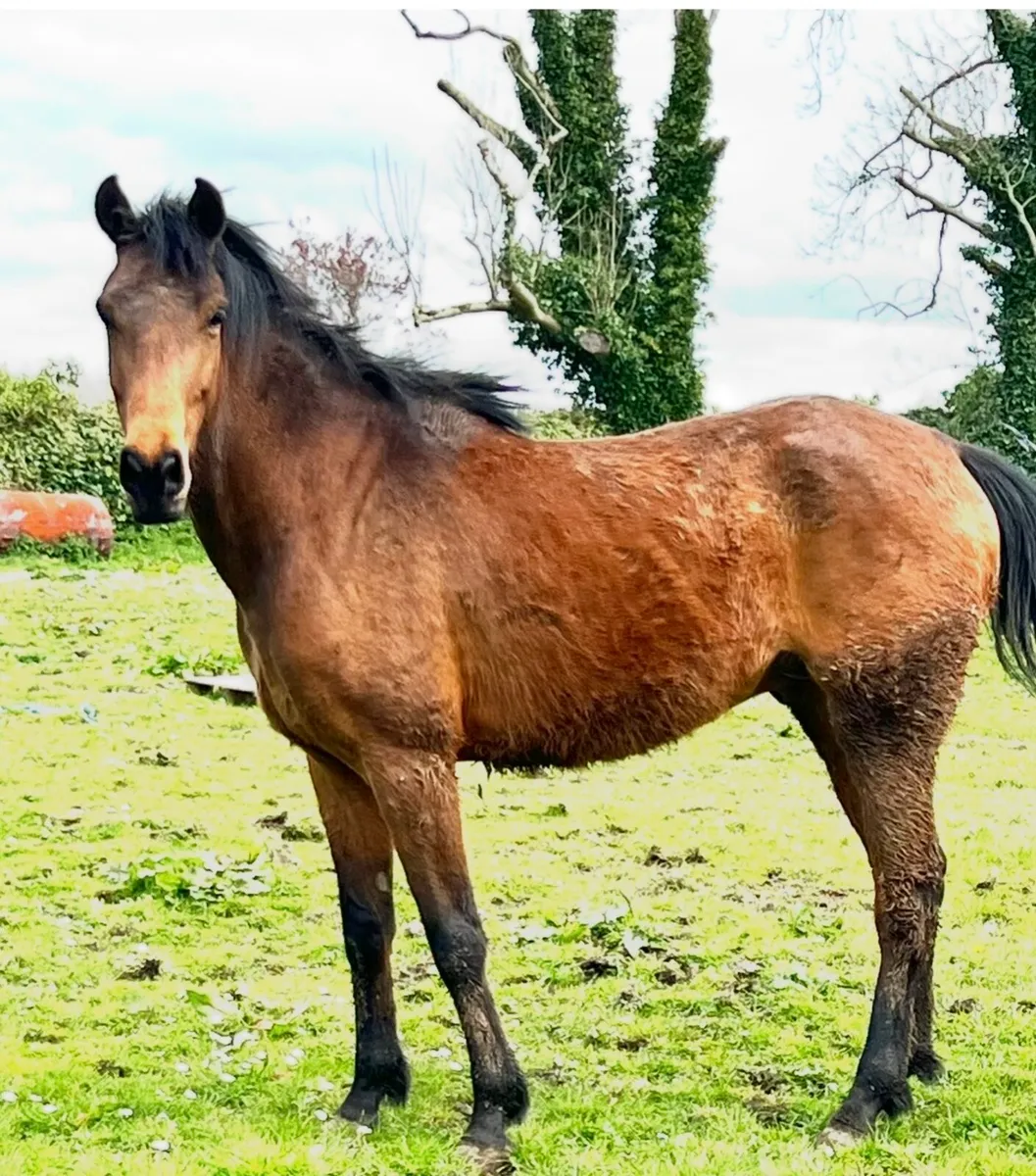 Young Horses… Foals, Yearlings+ upto 4 year olds - Image 3