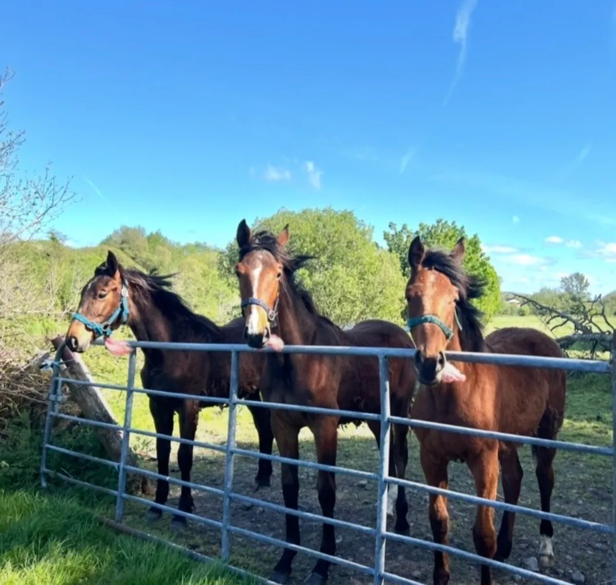 Young Horses… Foals, Yearlings+ upto 4 year olds - Image 4