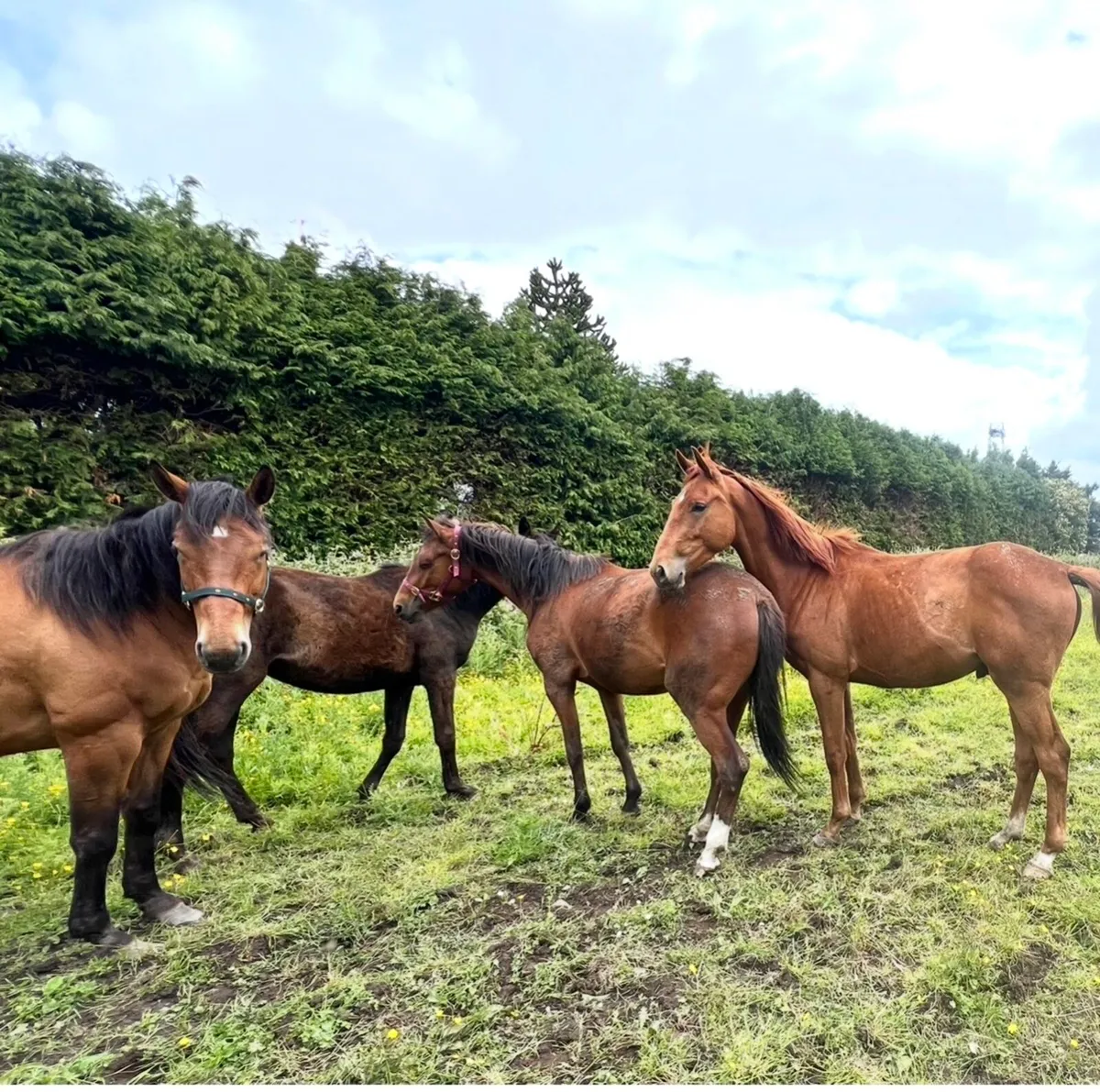 Young Horses… Foals, Yearlings+ upto 4 year olds - Image 1