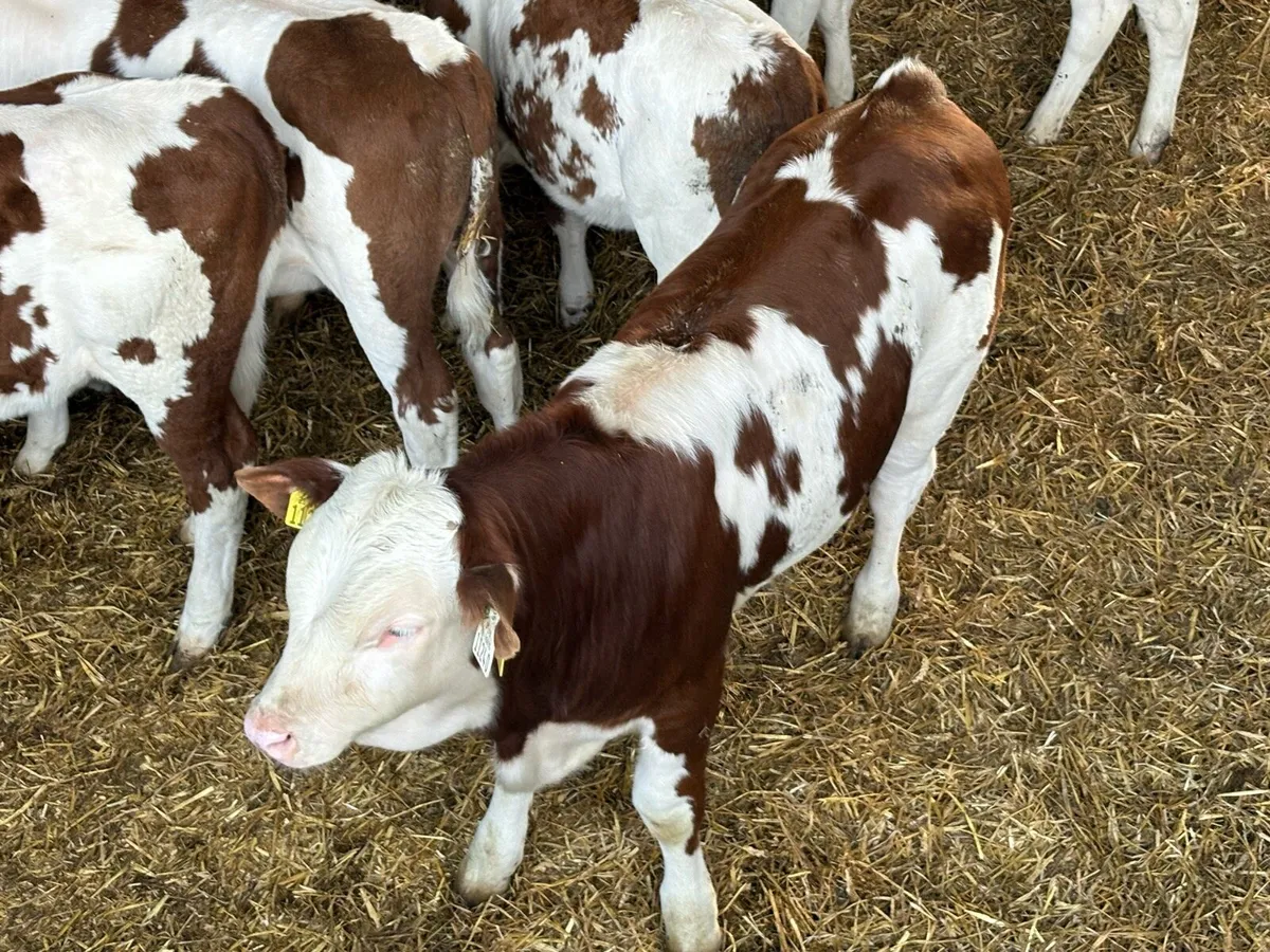 Mont Beliarde Bulls - Image 3