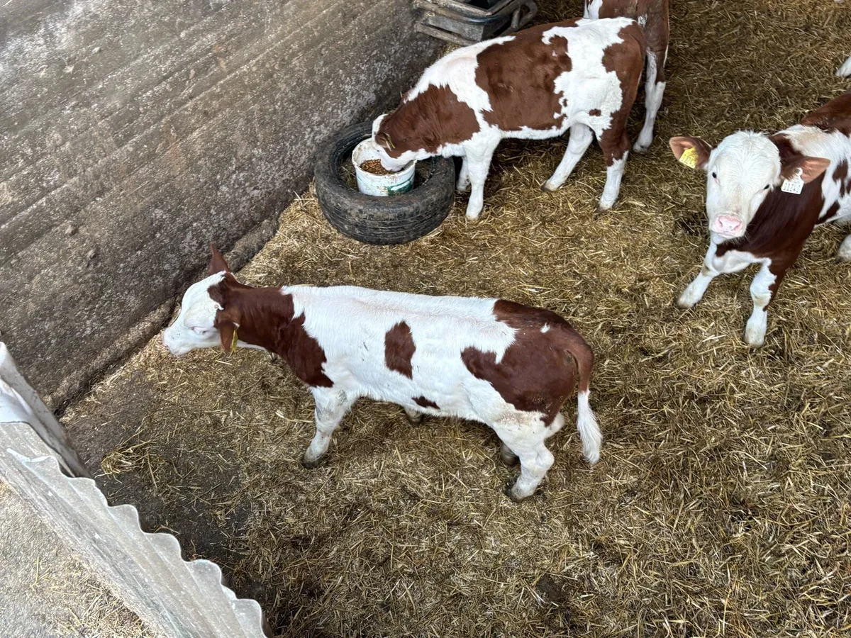 Mont Beliarde Bulls - Image 4