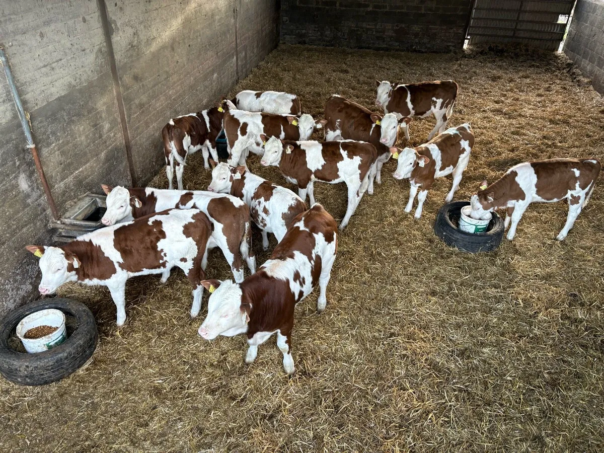 Mont Beliarde Bulls - Image 1