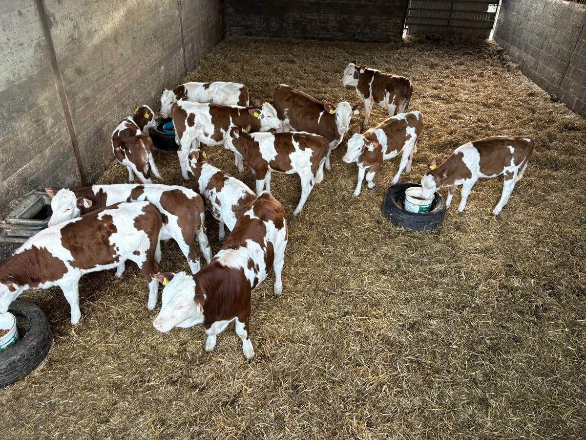 Mont Beliarde Bulls - Image 2