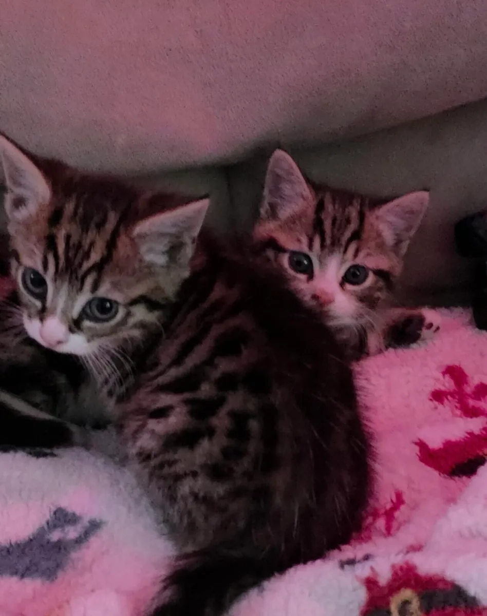 1 Kitten left for sale - Image 1