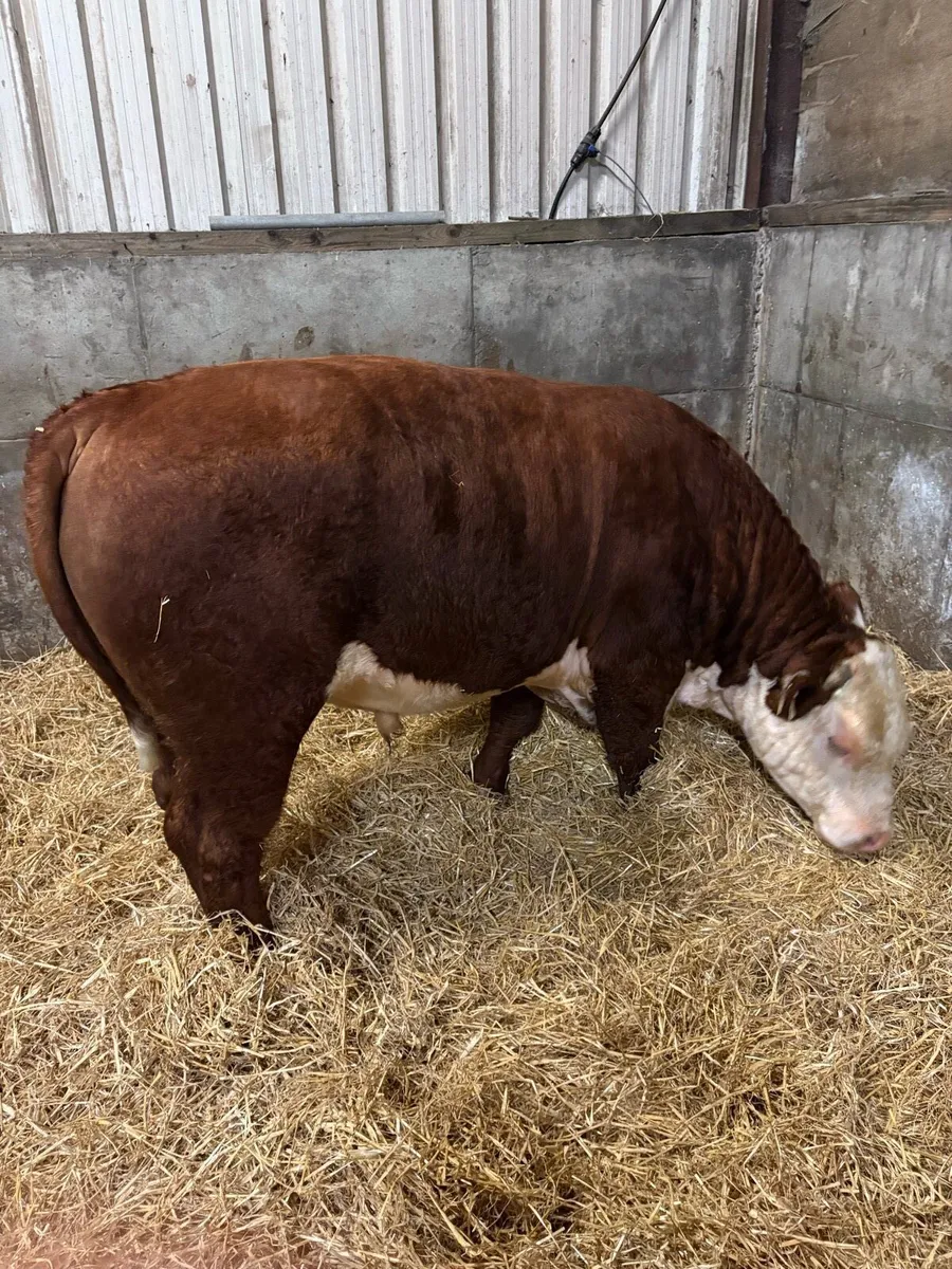 Pedigree Hereford bull - Image 2