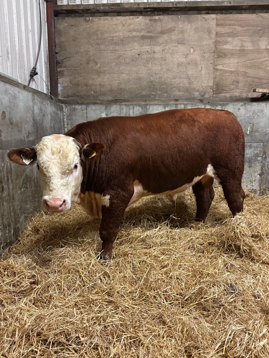 Pedigree Hereford bull - Image 1