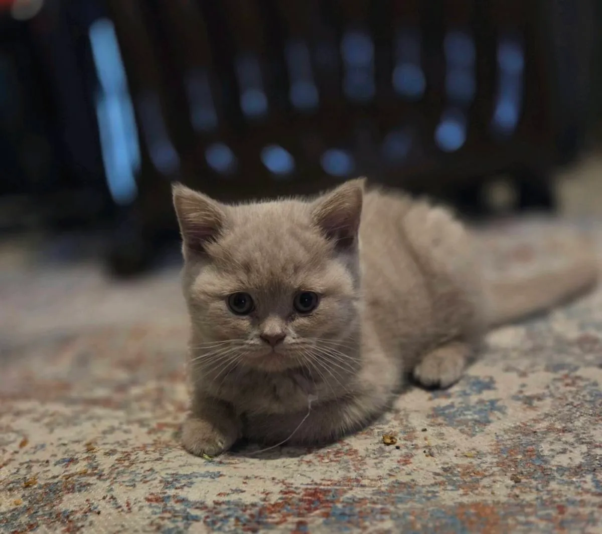 British shorthair kittens - Image 1