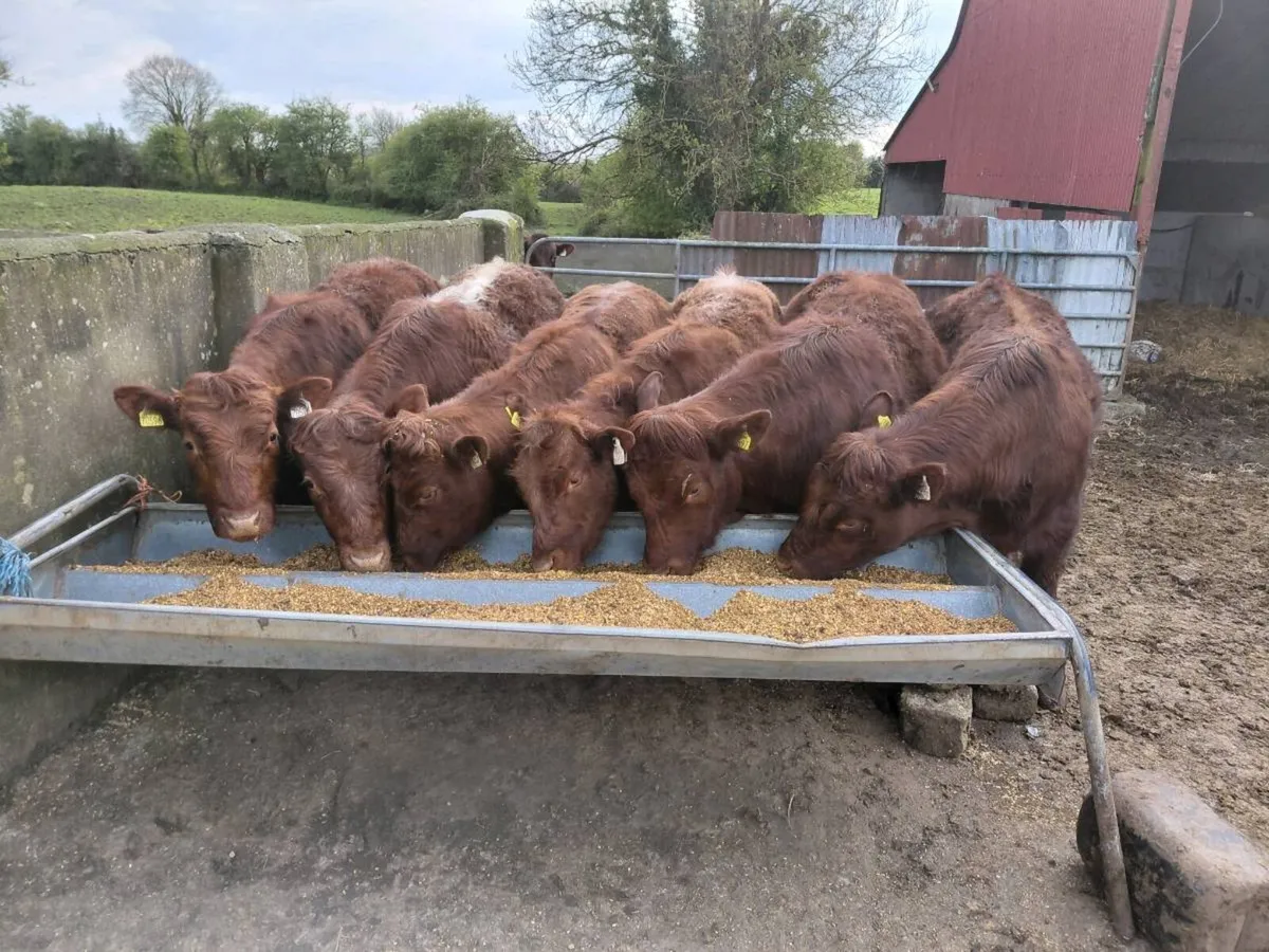 Lmx cross yearlin bullocks Gort mart 23/04/26 - Image 1