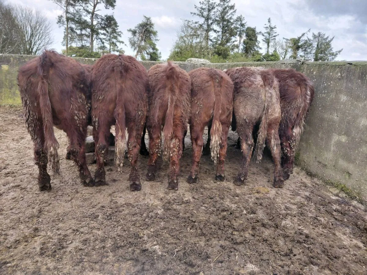 Lmx cross yearlin bullocks Gort mart 23/04/26 - Image 2
