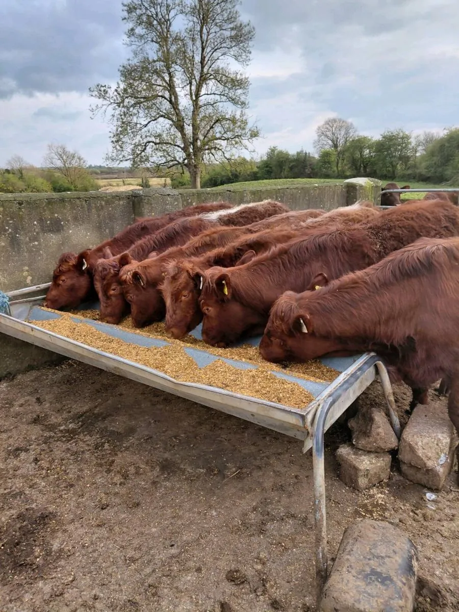 Lmx cross yearlin bullocks Gort mart 23/04/26 - Image 3
