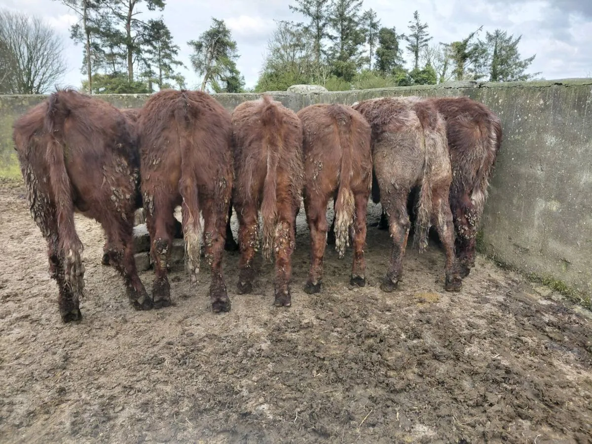 Lmx cross yearlin bullocks Gort mart 23/04/26 - Image 4