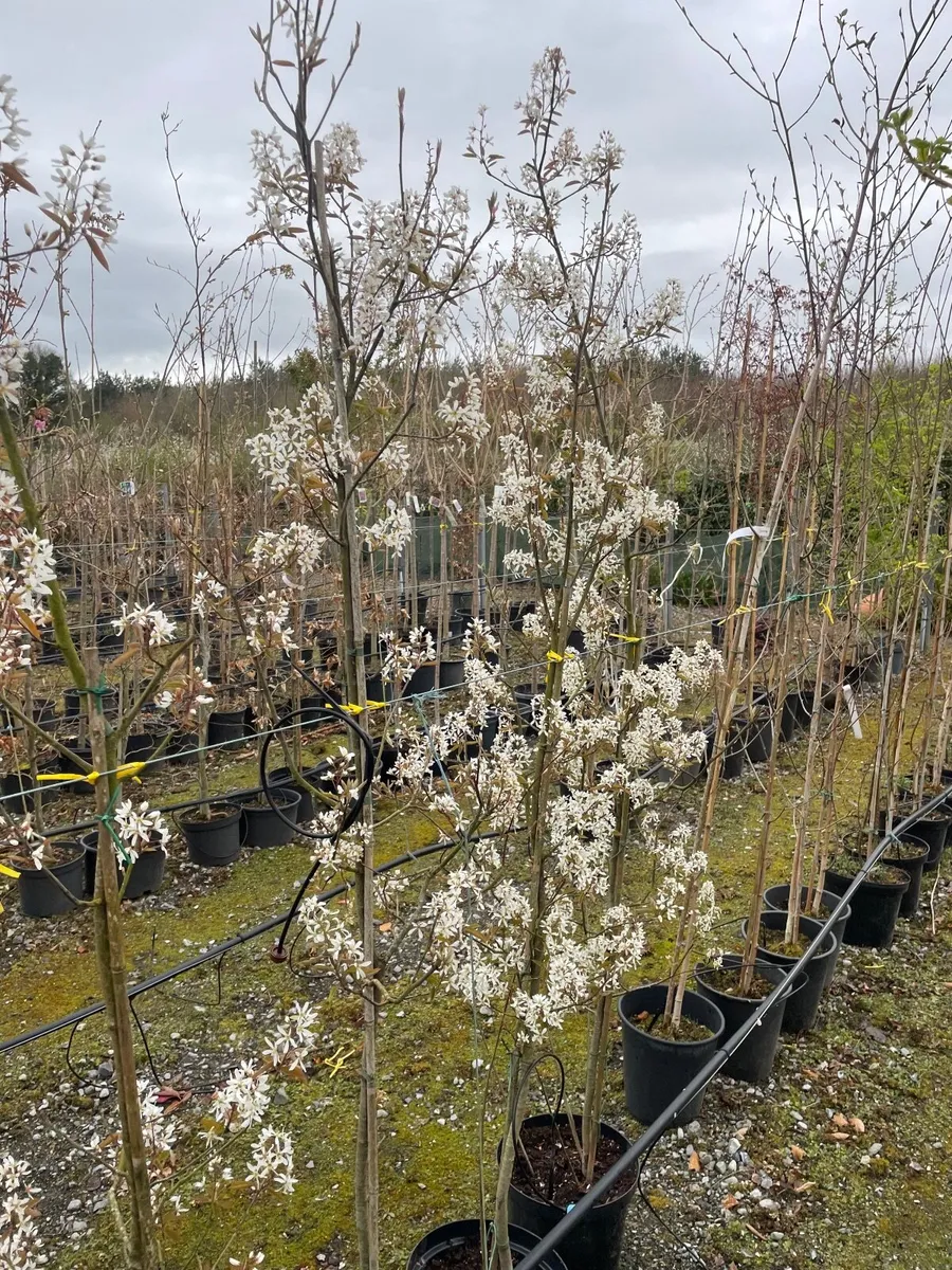 Trees For Sale - Image 2