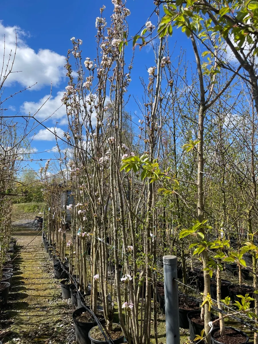 Trees For Sale - Image 3