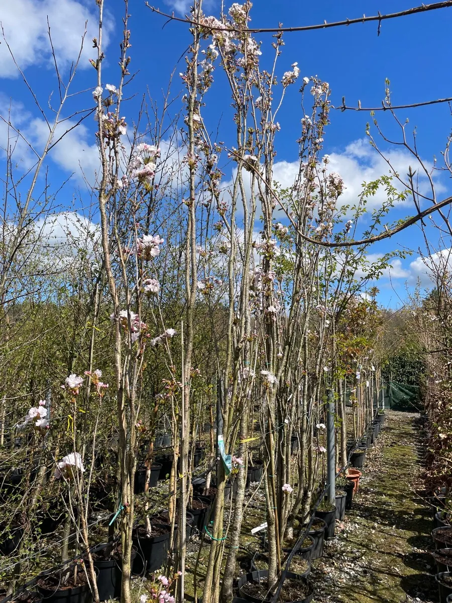 Trees For Sale - Image 4