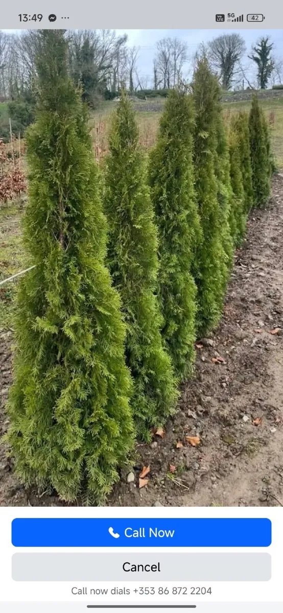 Trees For Sale - Image 1