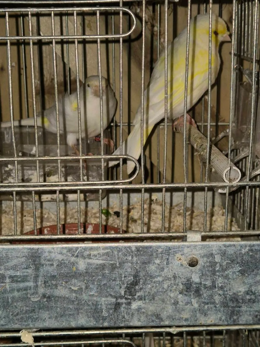 Birds and cages - Image 1