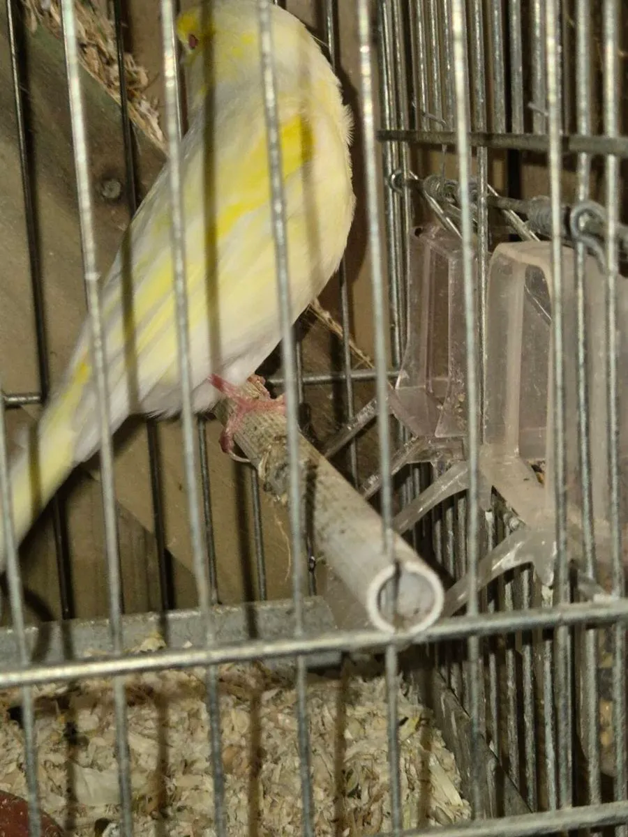 Birds and cages - Image 2