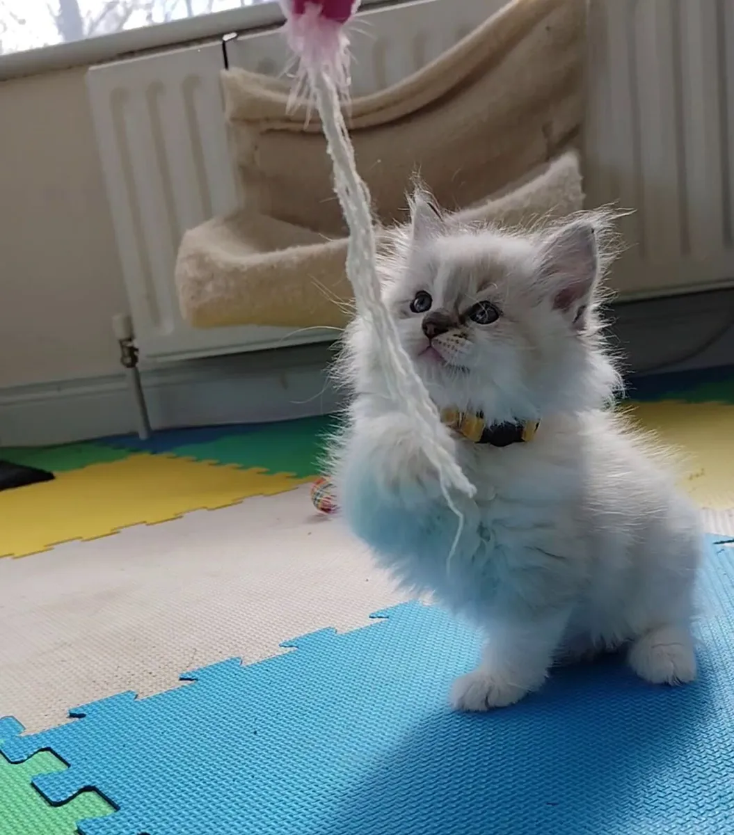 Gorgeous pedigree ragdoll kittens - Image 2