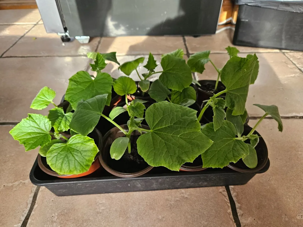 Organic cucumber - Image 1