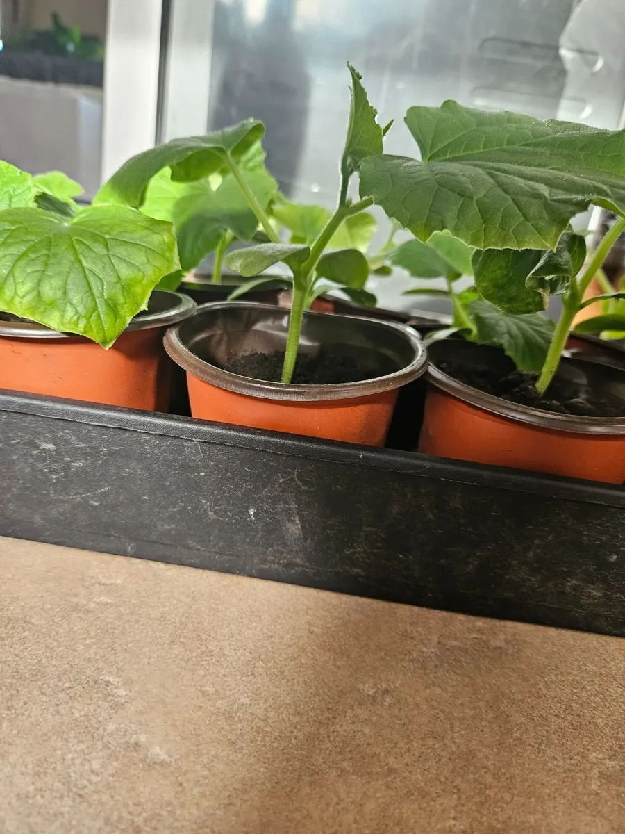 Organic cucumber - Image 3